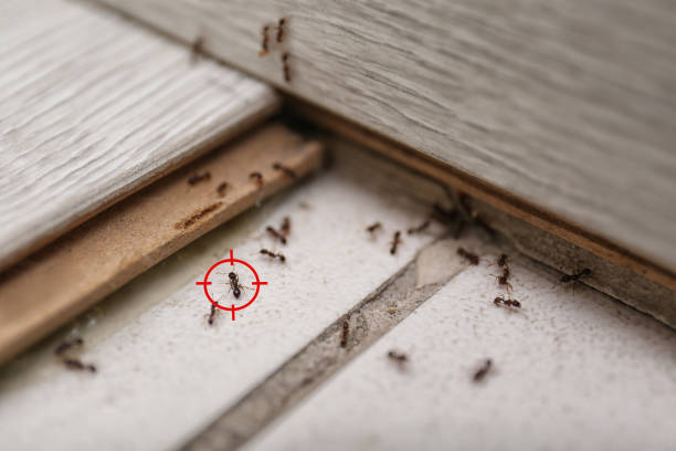 Best Bed Bug Extermination  in Newport, RI