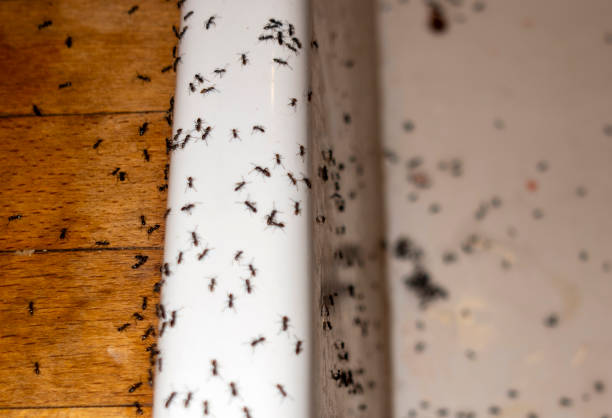 Best Flea Control Services  in Newport, RI