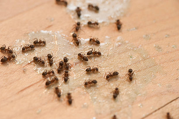 Best Best Pest Control Companies  in Newport, RI