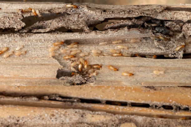 Best Pest Removal Services  in Newport, RI